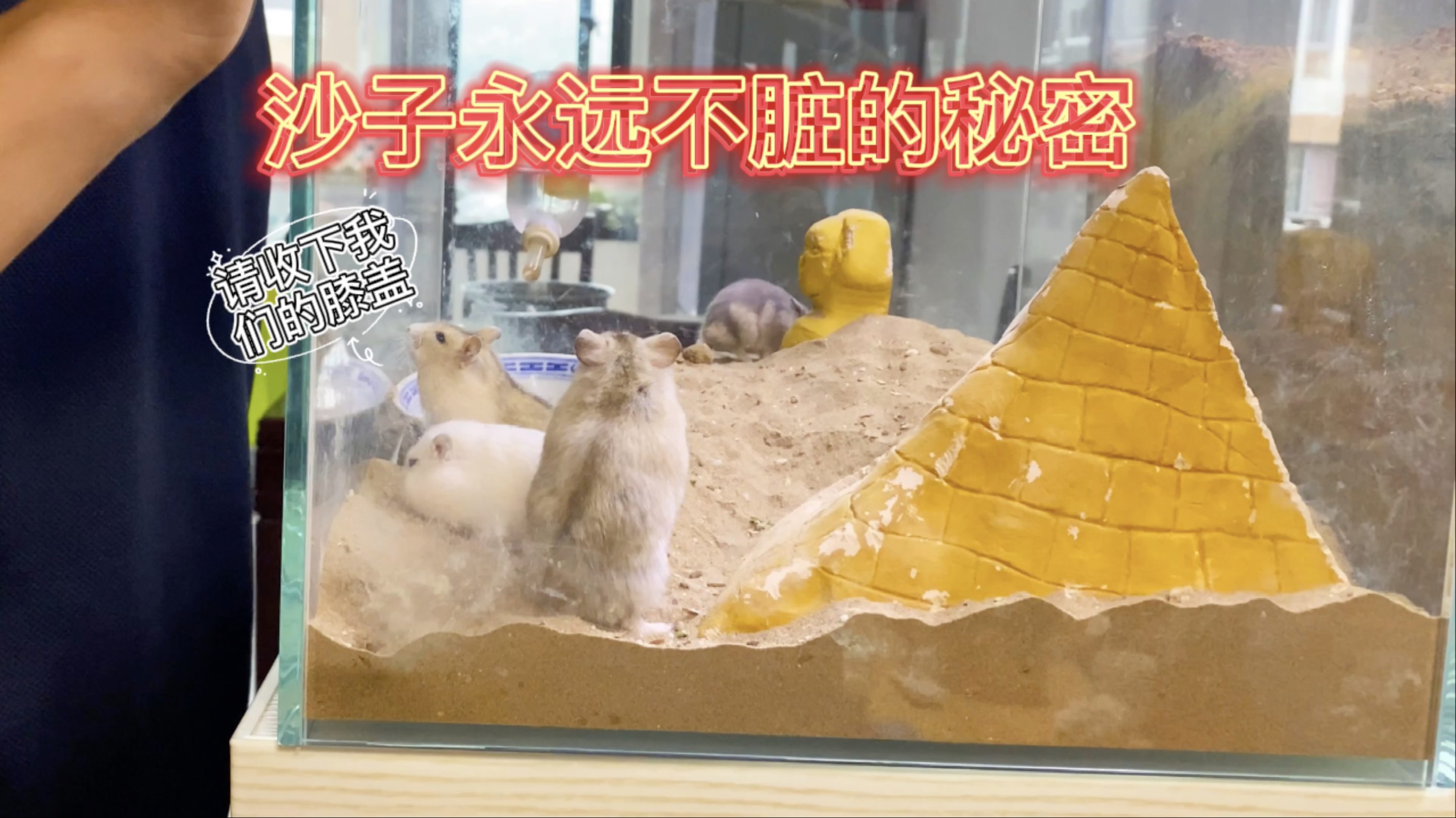 沙子养仓鼠循环利用我能用一辈子的秘密