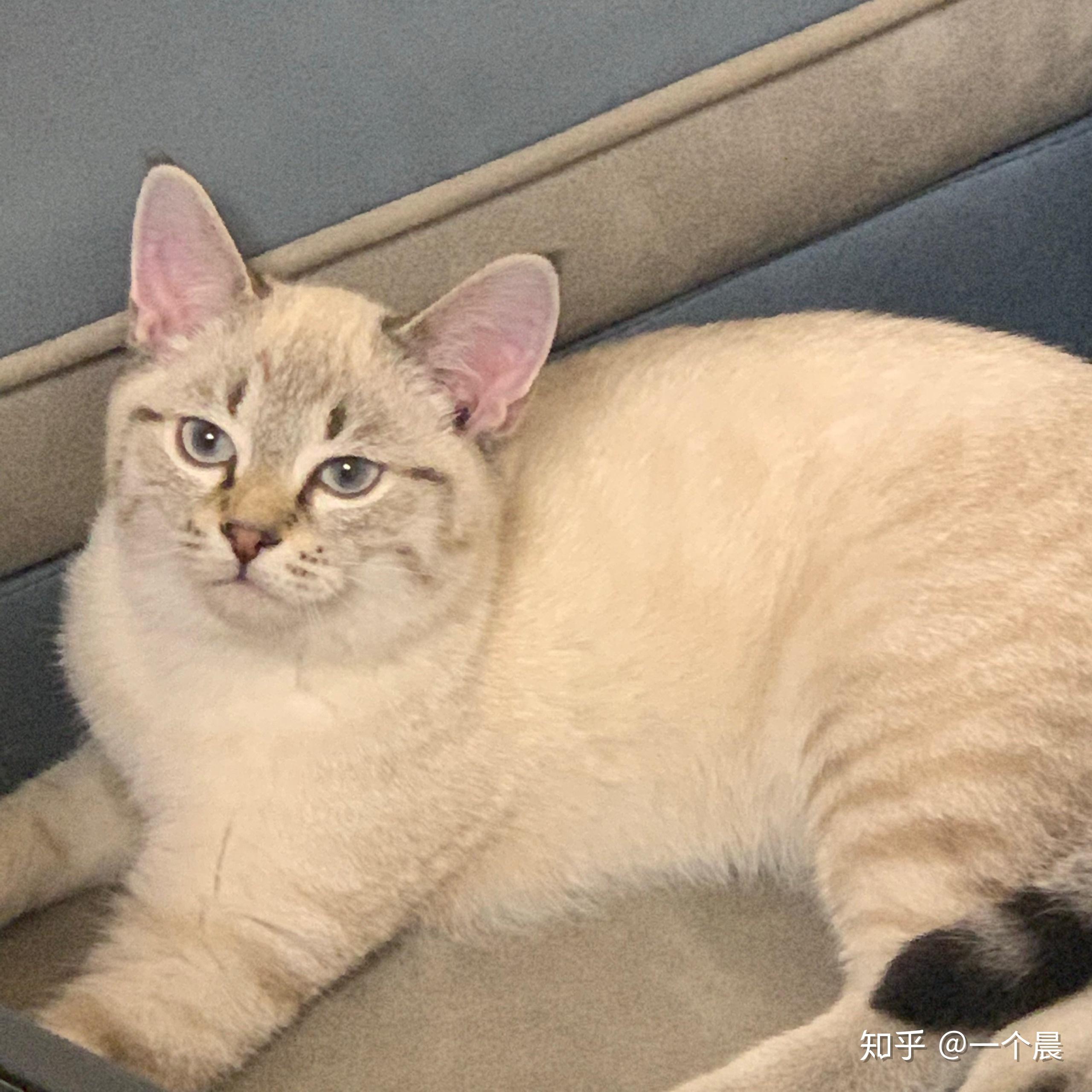 你们的虎斑暹罗猫长大了什么样子? - 知乎