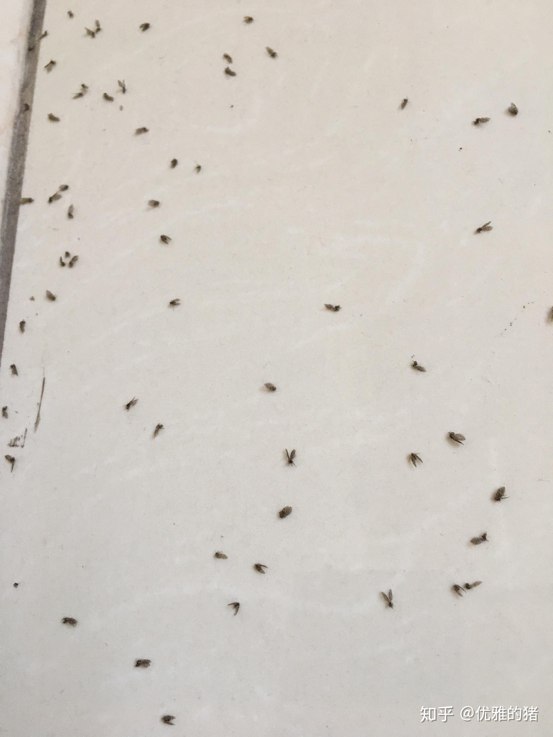 家里即使不开窗户窗台上也有很多死了的小飞虫,它们是从哪来的,如何