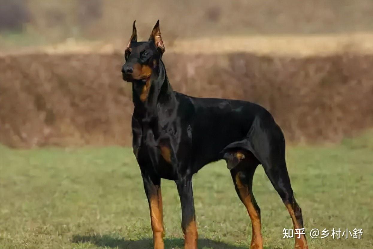 世界上被明令禁养的6大最凶猛的犬种，见到躲远点！保护好生命 - 知乎