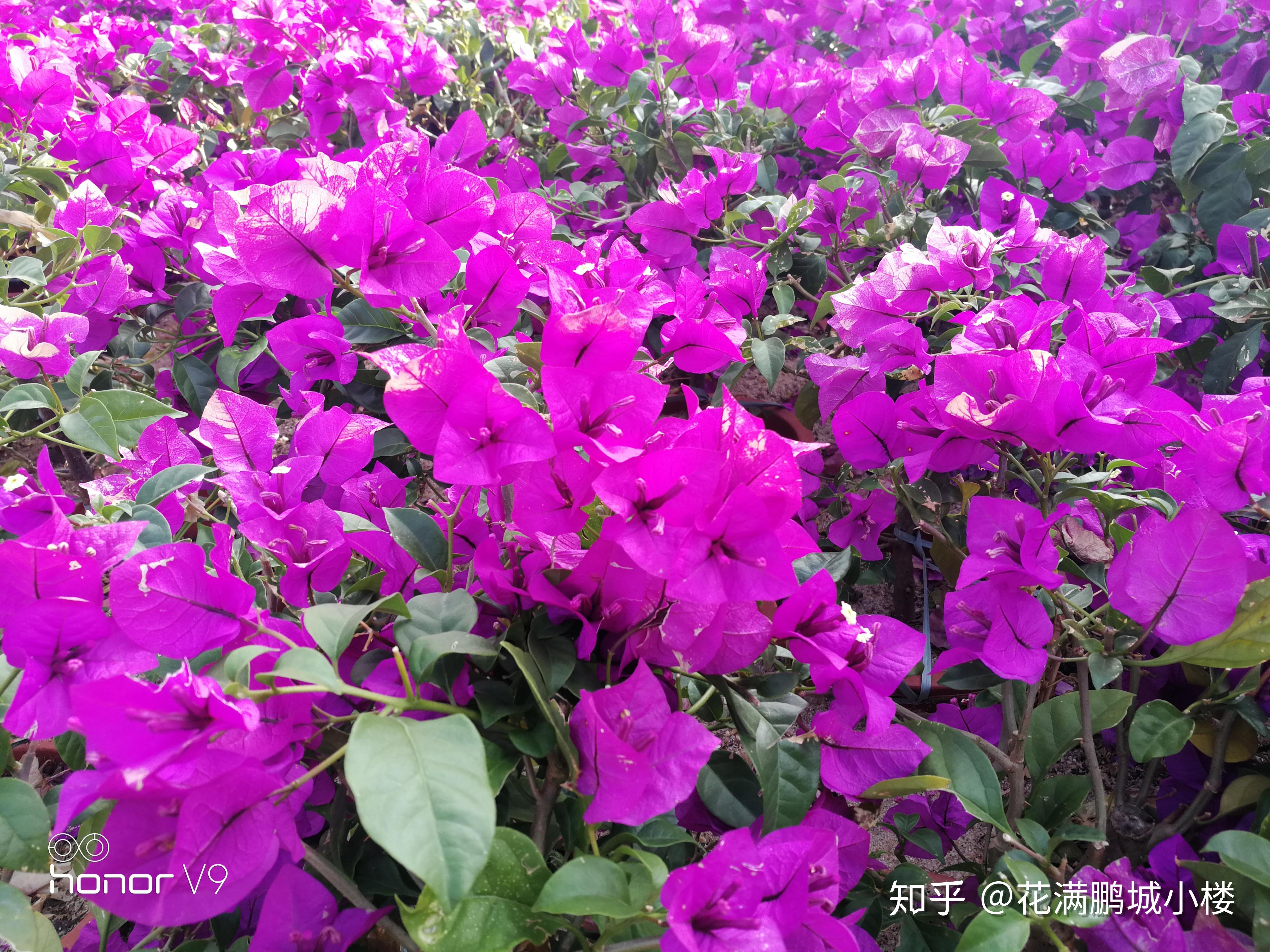 深圳莲花山公园勒杜鹃展,艳阳下耀眼的三角梅们