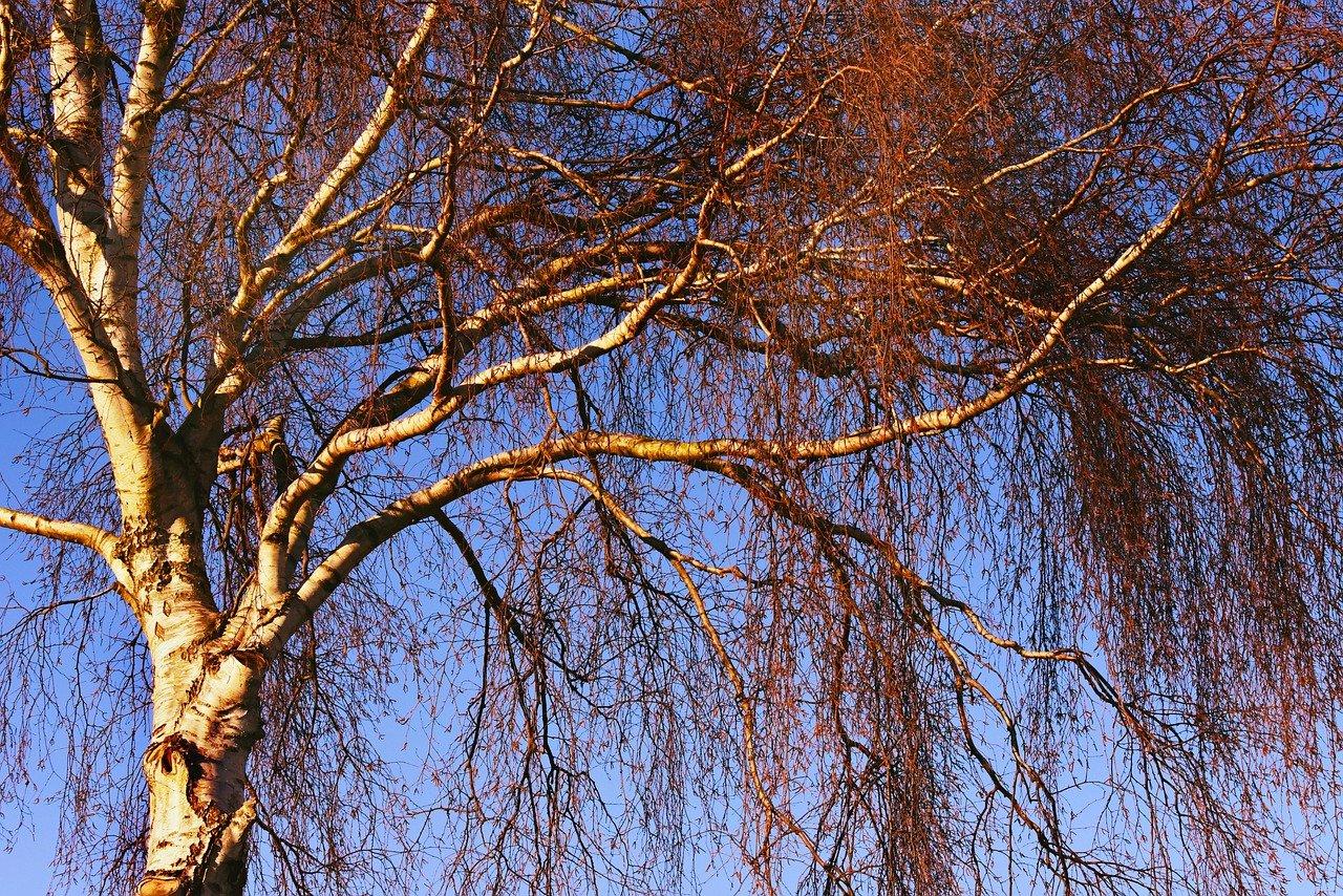 2. 碳化树根特性