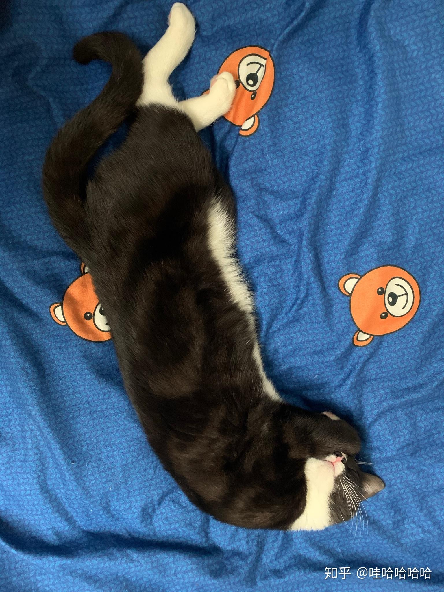 请问美短有这样的黑白颜色吗 ?