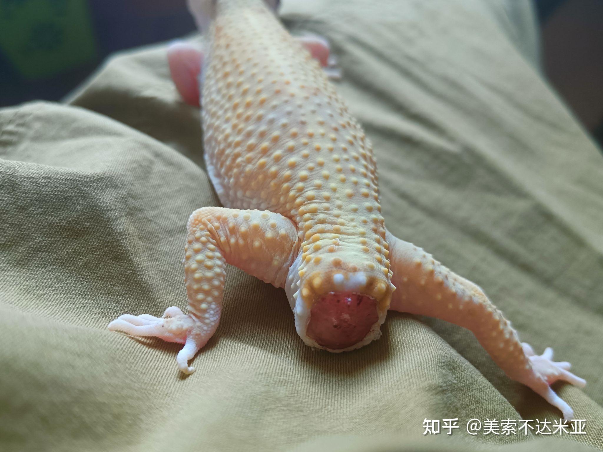 豹纹守宫的再生尾长不了原来那么长了吗? - 知乎