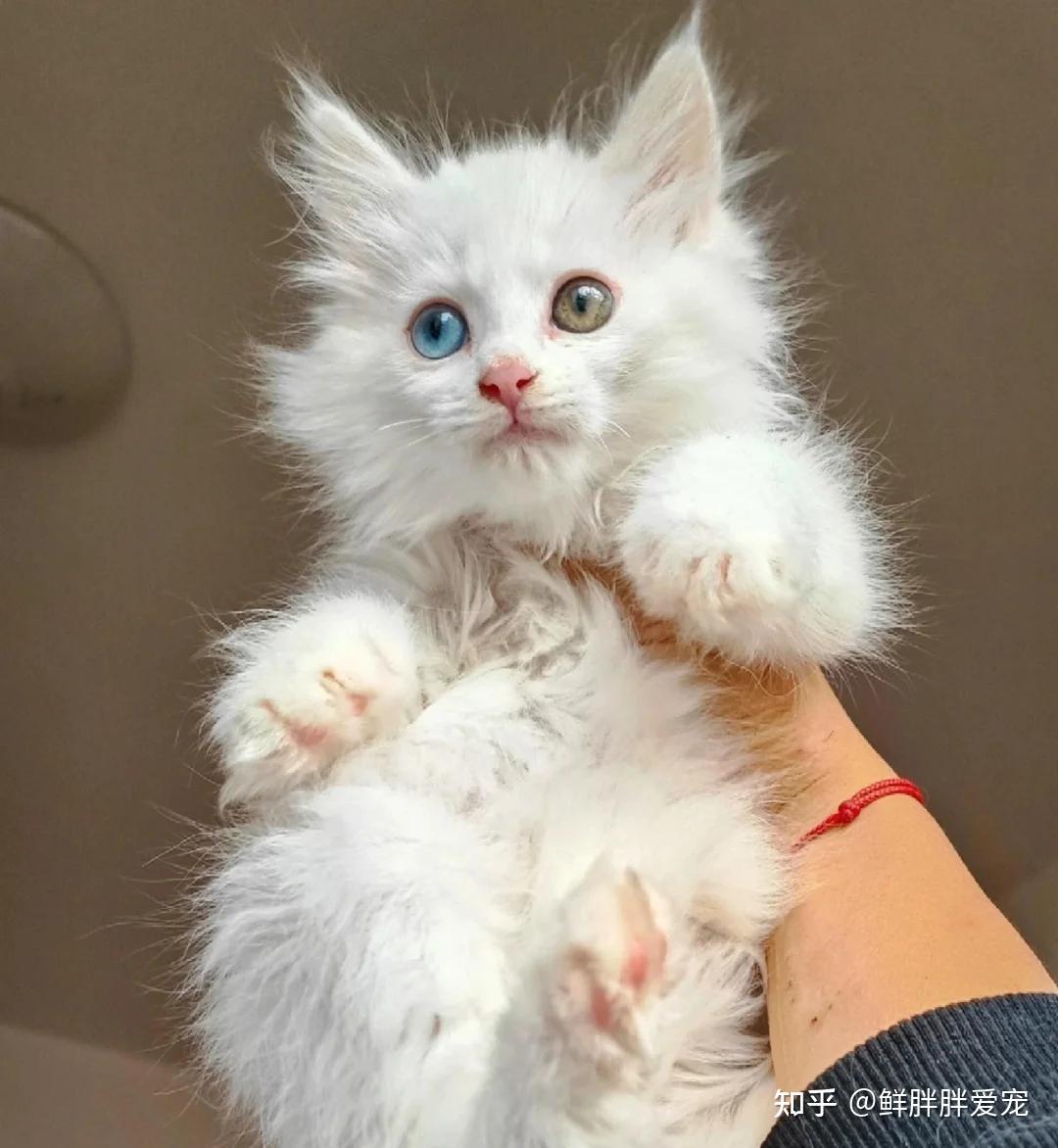 田园猫中的“王者”狮子猫 - 知乎