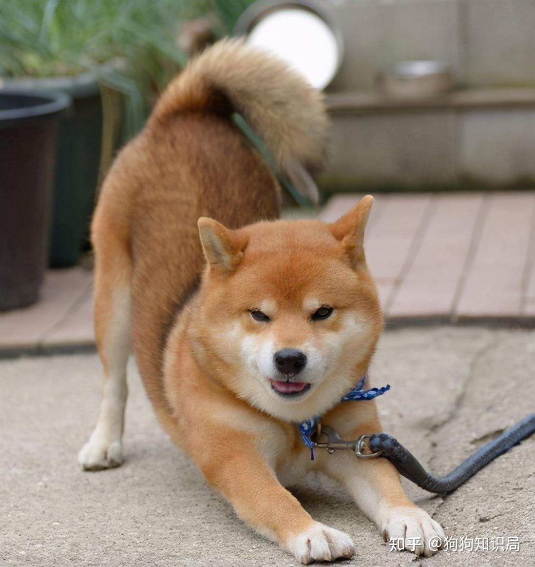 狗狗常见的"小动作"有这些含义,养狗多年的你都懂吗?