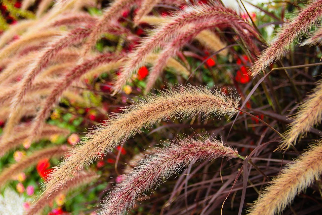 3. 防虫植物搭配