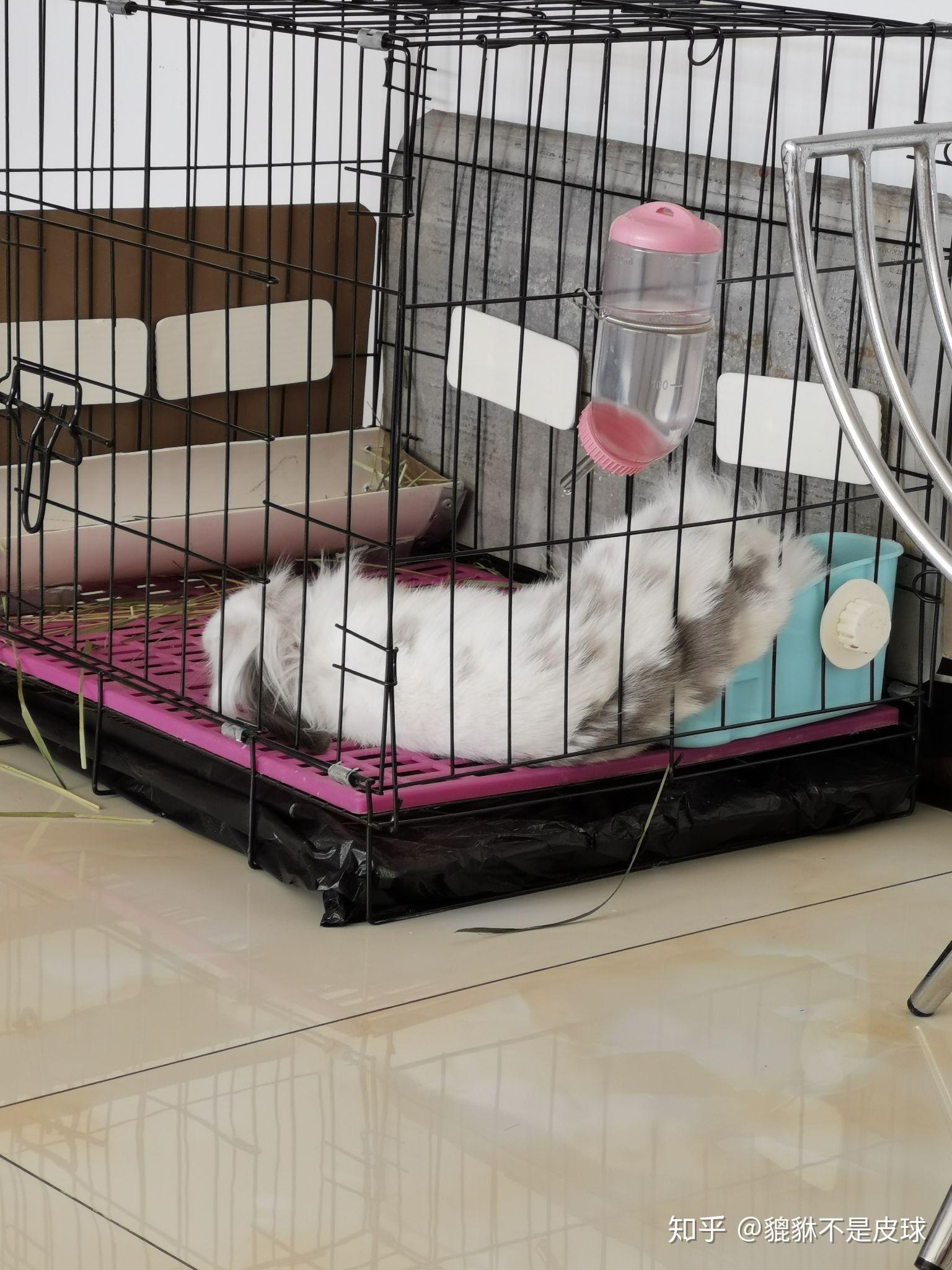 你养的兔子多久才出现贵妃躺