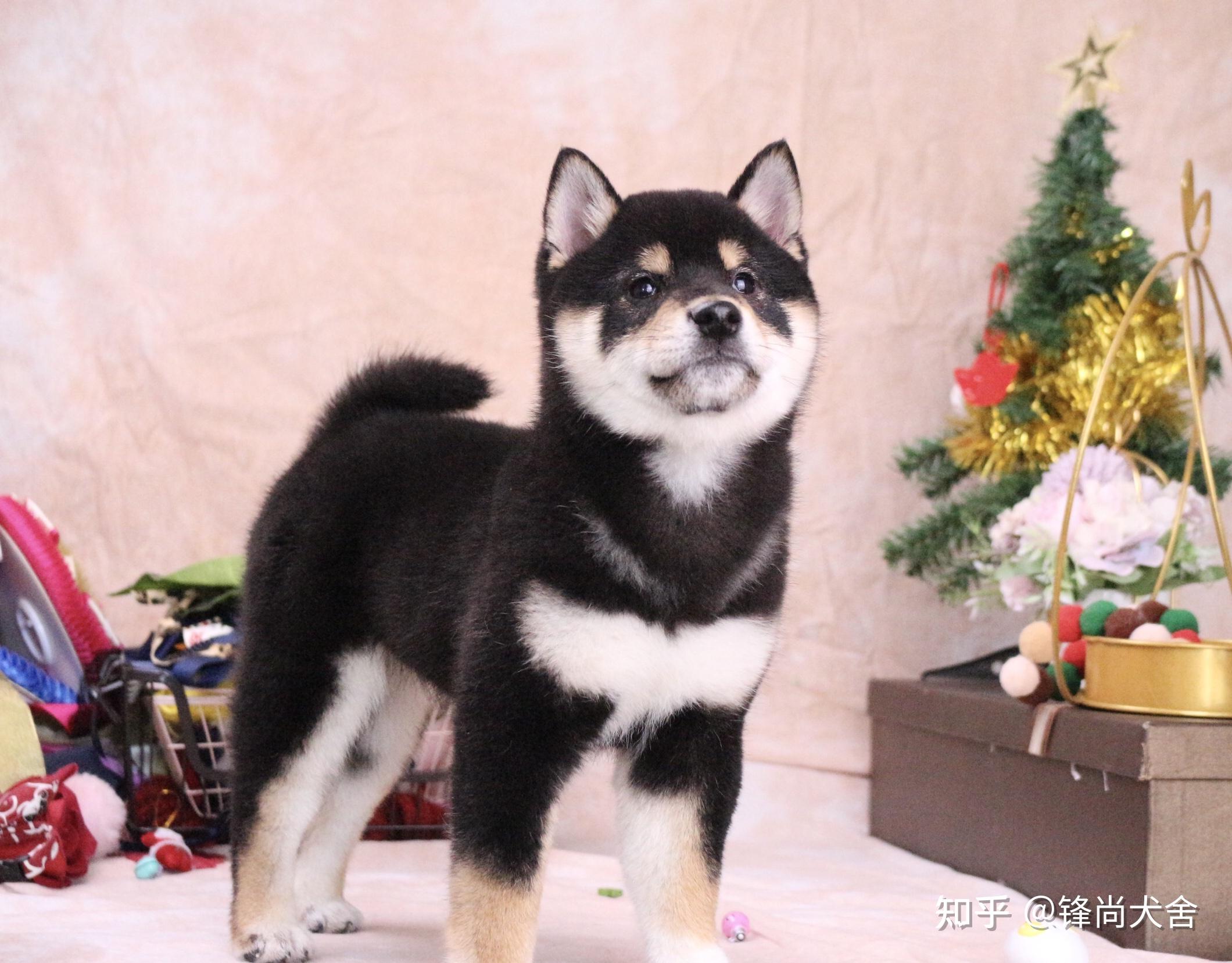 这只四个月黑柴品相怎么样