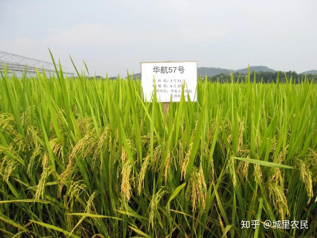 遨游太空的水稻与常规水稻有什么不一样是不是营养价值更高