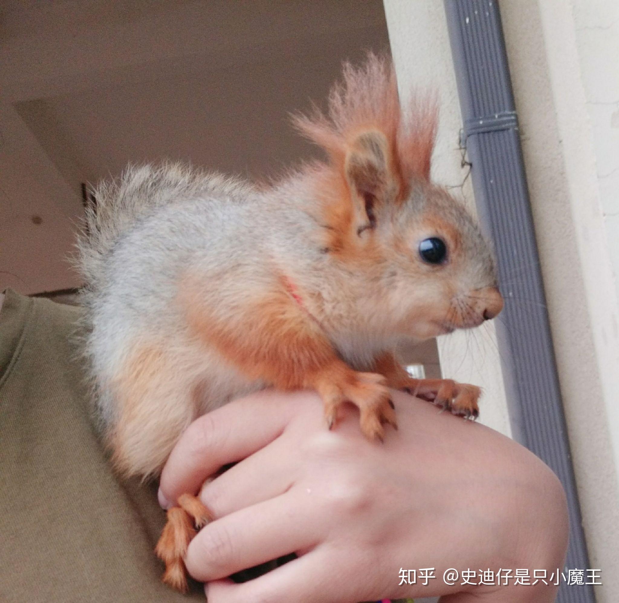 魔王松鼠幼崽怎么养? - 知乎