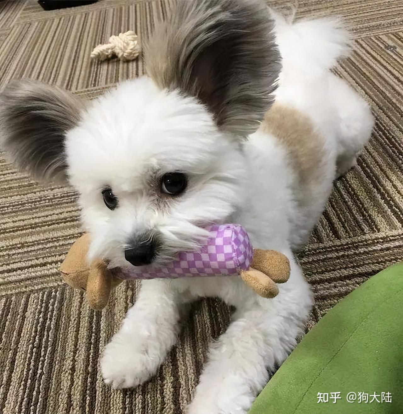 米奇种公犬图片