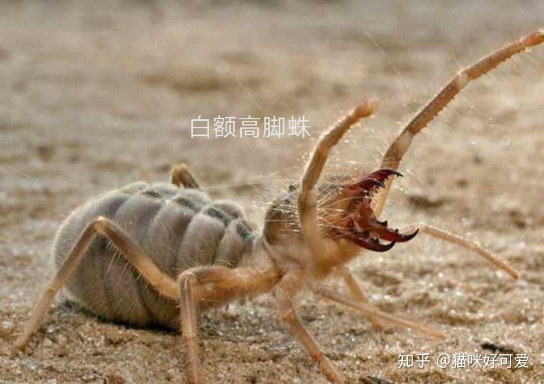 南方蟑螂有没有天敌