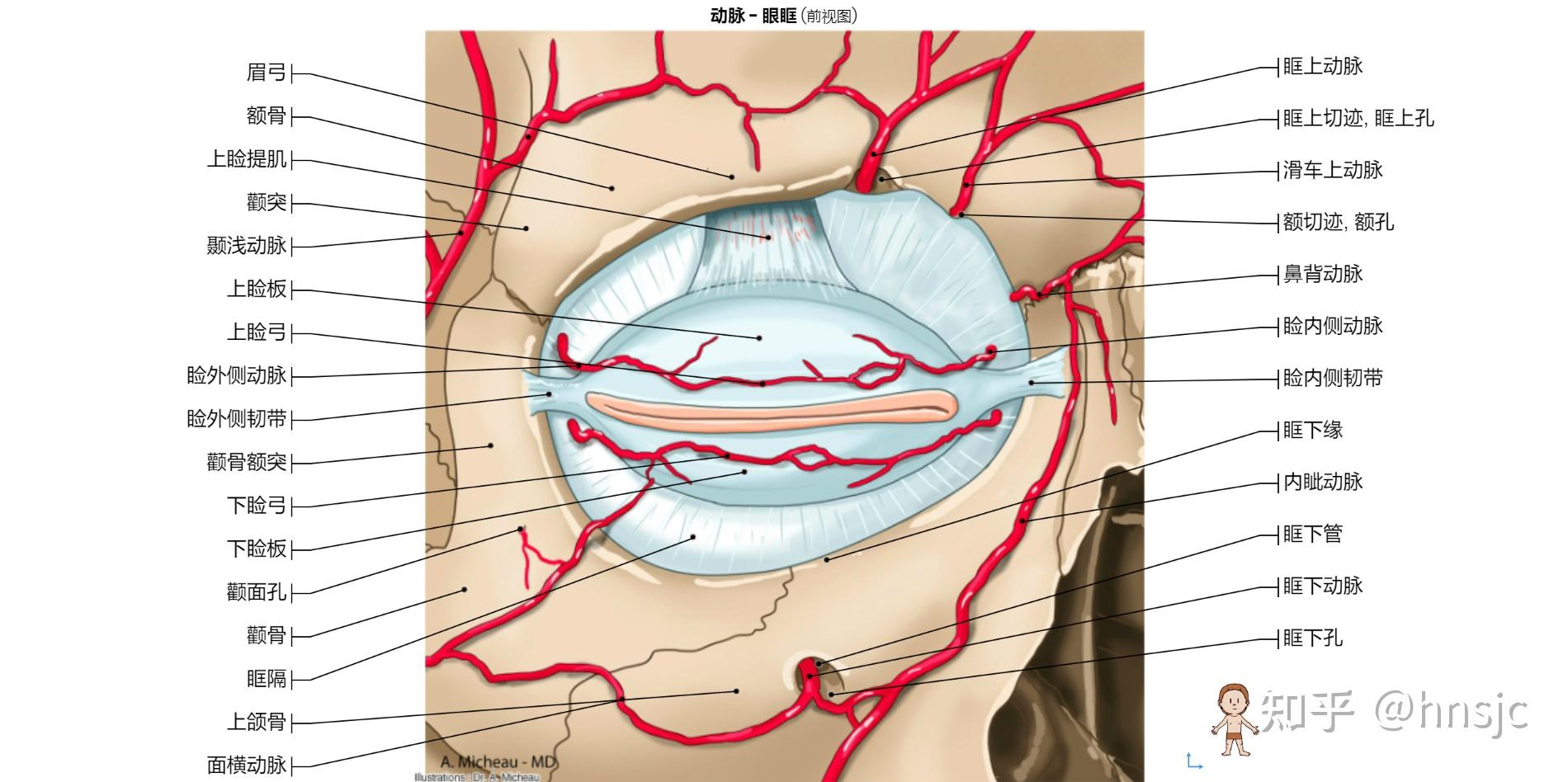脑血管解剖学习笔记第18期：颧眶动脉 - 脑医汇 - 神外资讯 - 神介资讯
