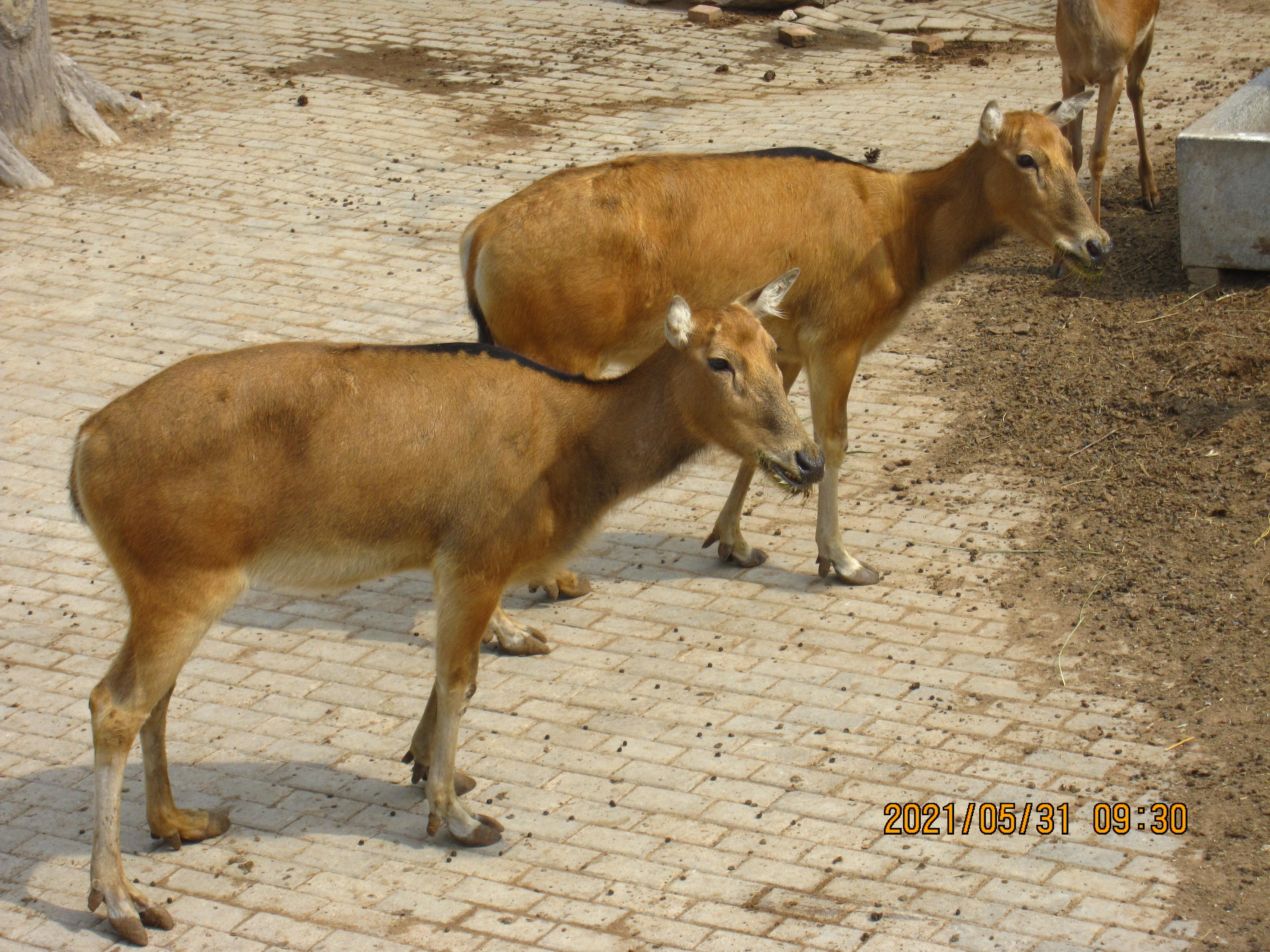 黄荷>黄迪翠>祝晨晨>曾露露>李俏俏|估计魏渊垫底儿4000_3000