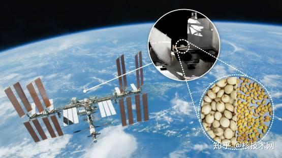 航天育种|种子在太空中接受辐射以探索生物学和遗传学以增强粮食安全 - 知乎