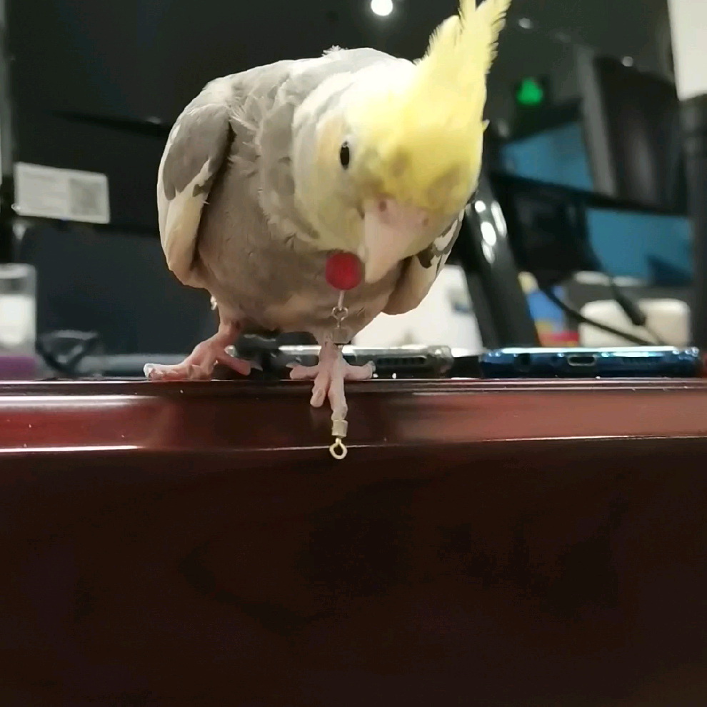 如何教会玄凤鹦鹉吹口哨? - 知乎