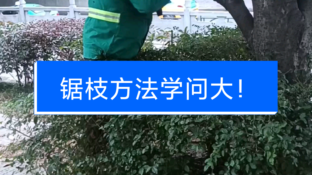 绿化树修剪的好处有哪些