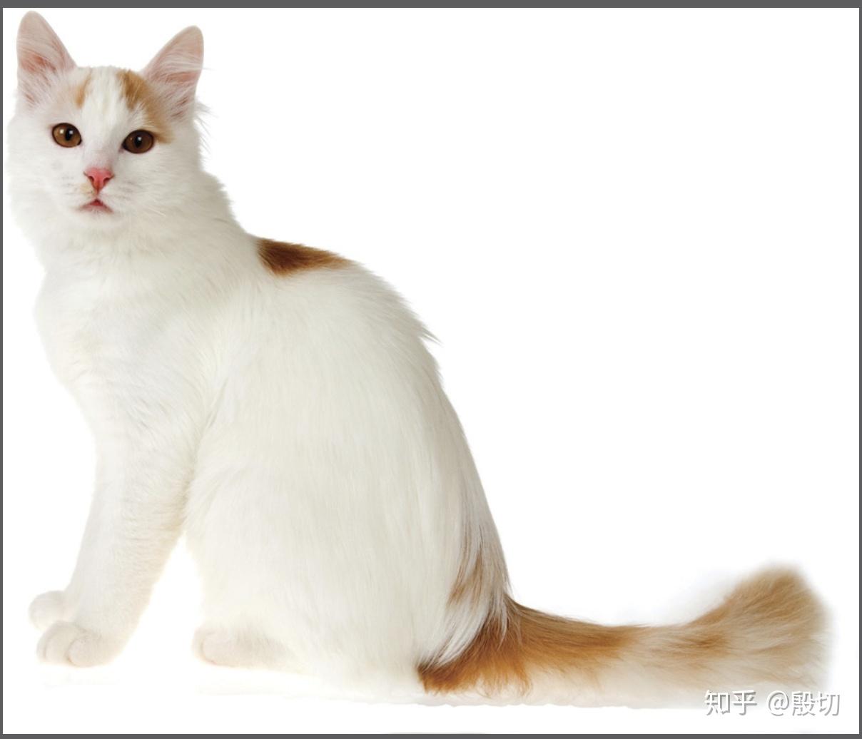 土耳其梵猫(turkish van)安哥拉猫(turkish angora)东尼奇猫