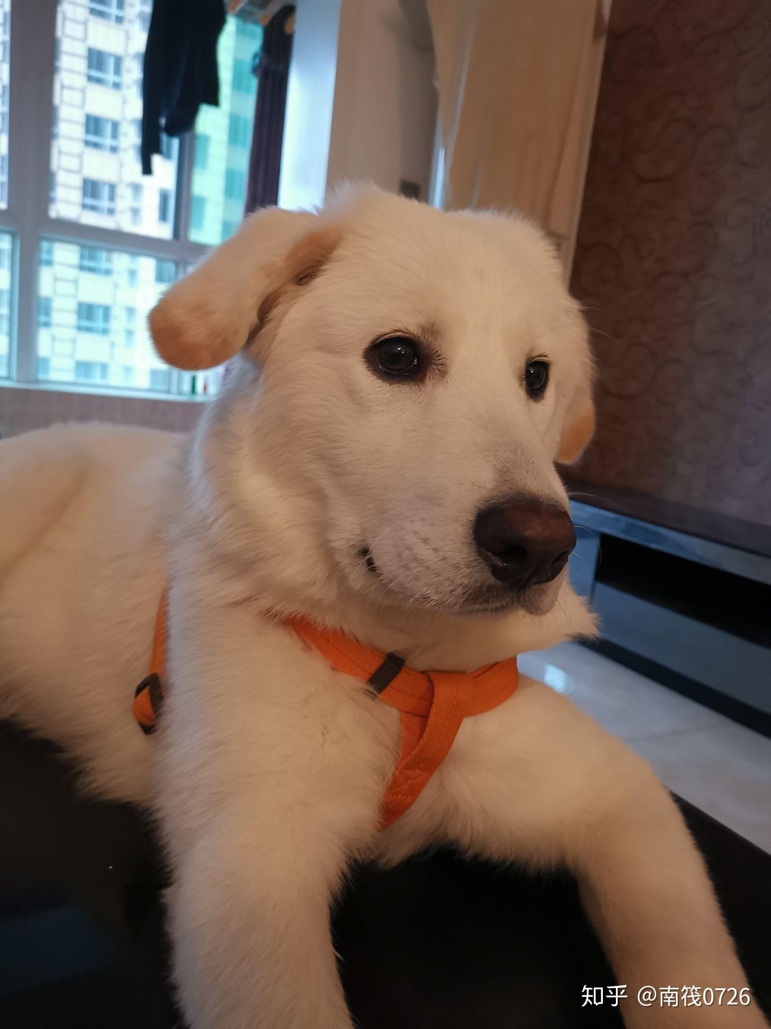 我的拉布拉多怎么飞耳这么严重