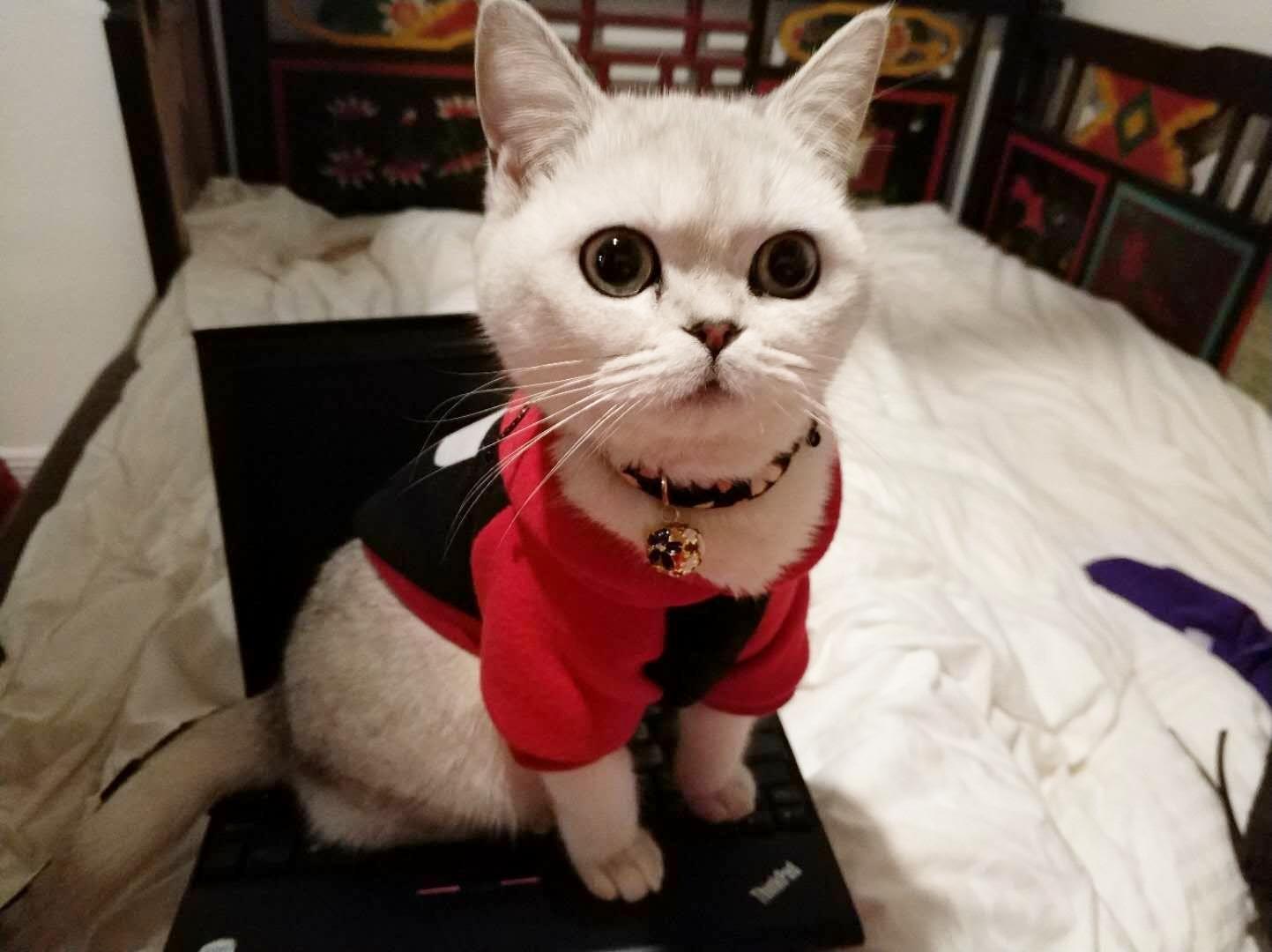 和猫一起睡觉是怎样的体验?