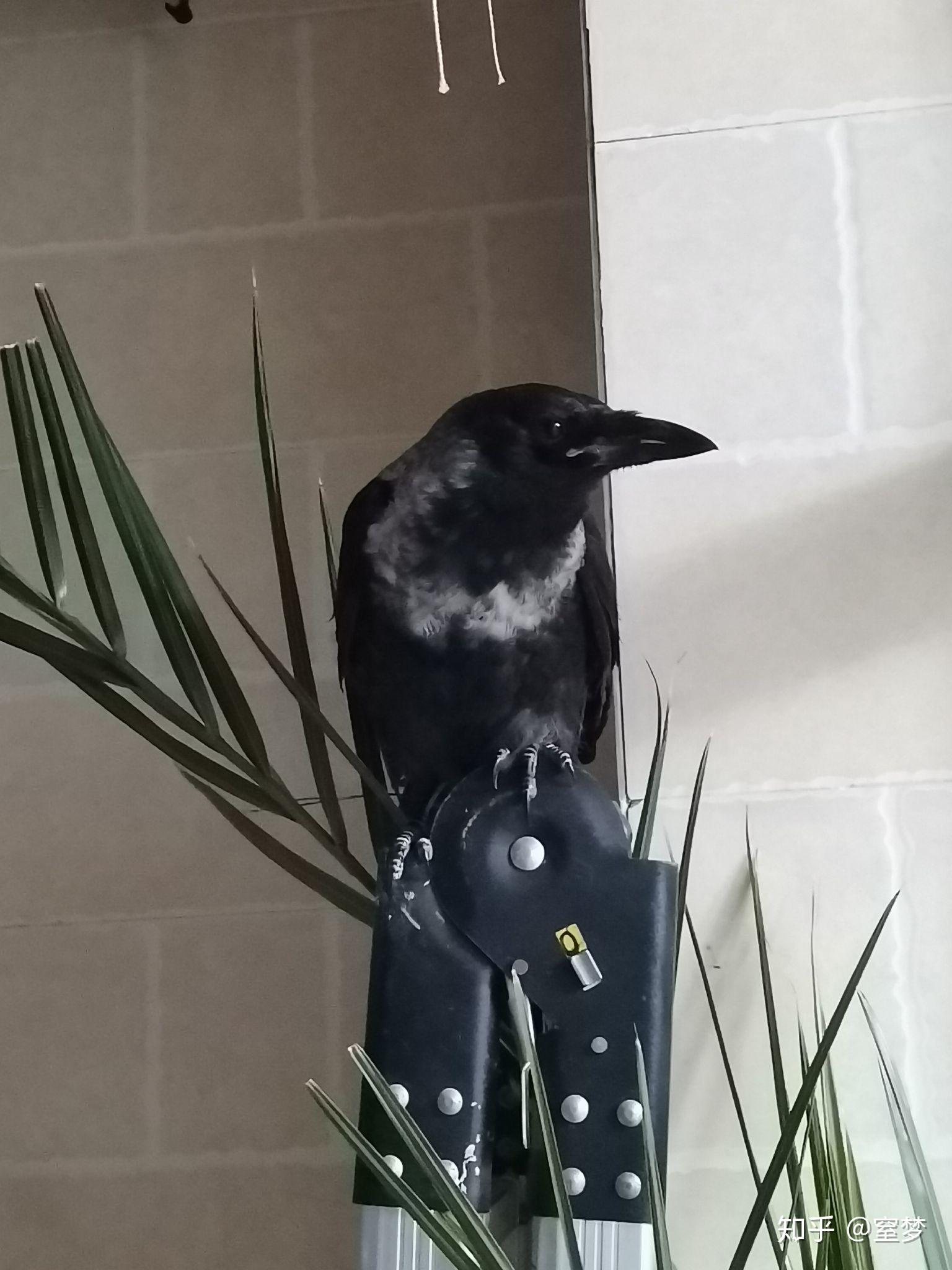 如何养一只宠物乌鸦? - 知乎