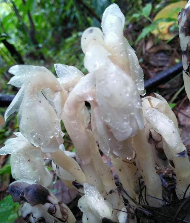 它，植物界的“幽灵之花”，见过算你牛！ - 知乎