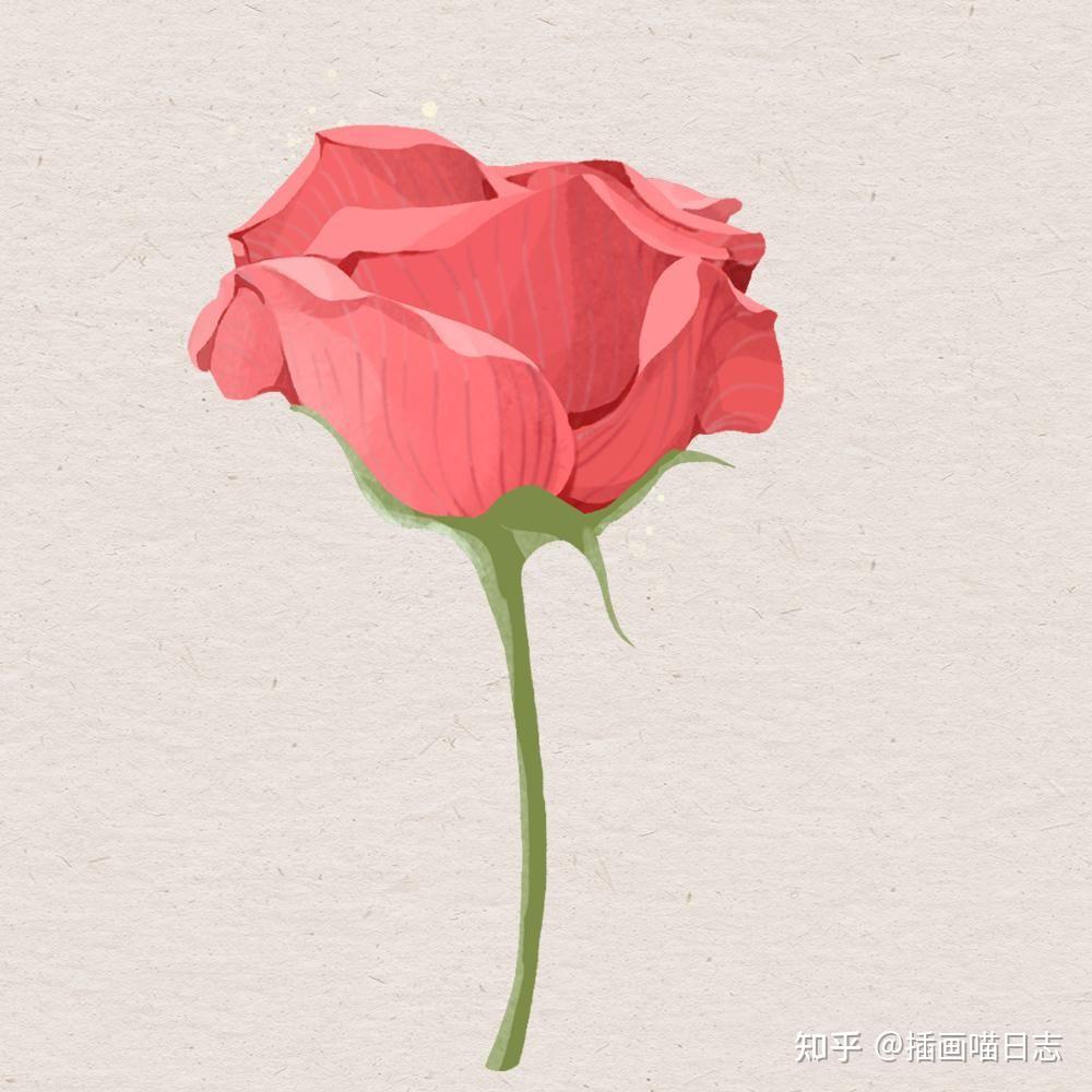 插画喵课程——玫瑰花怎么画（详细步骤） - 知乎