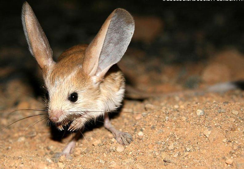 有哪些长得比较逆天的动物? - 知乎