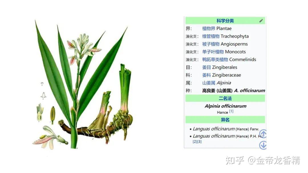 香精与香料(154)—良姜 - 知乎