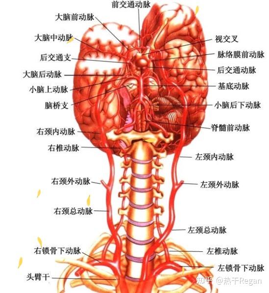 骨间总动脉图片