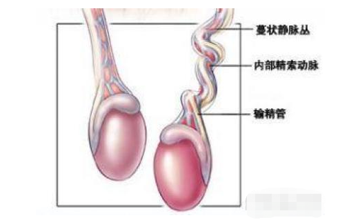 精索图片正常图片图片