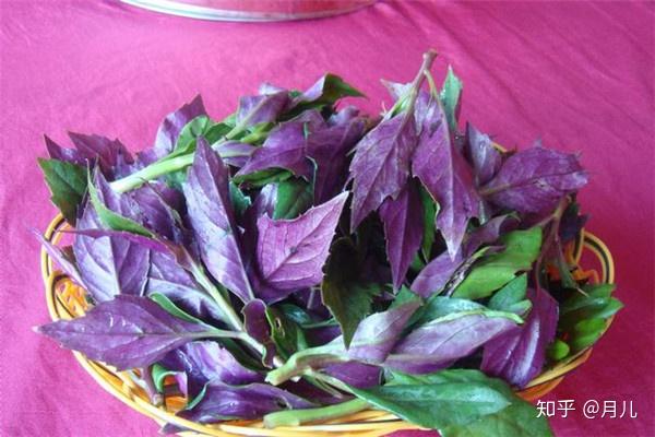 东风菜长啥样? - 知乎