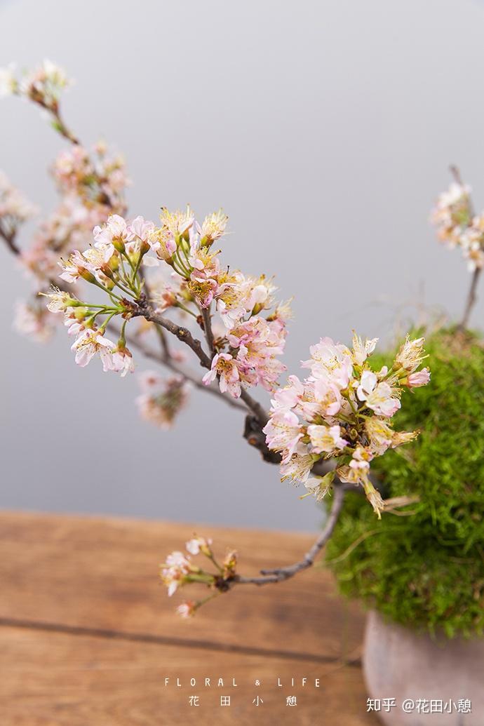 花如雪 | 十里樱花十里尘