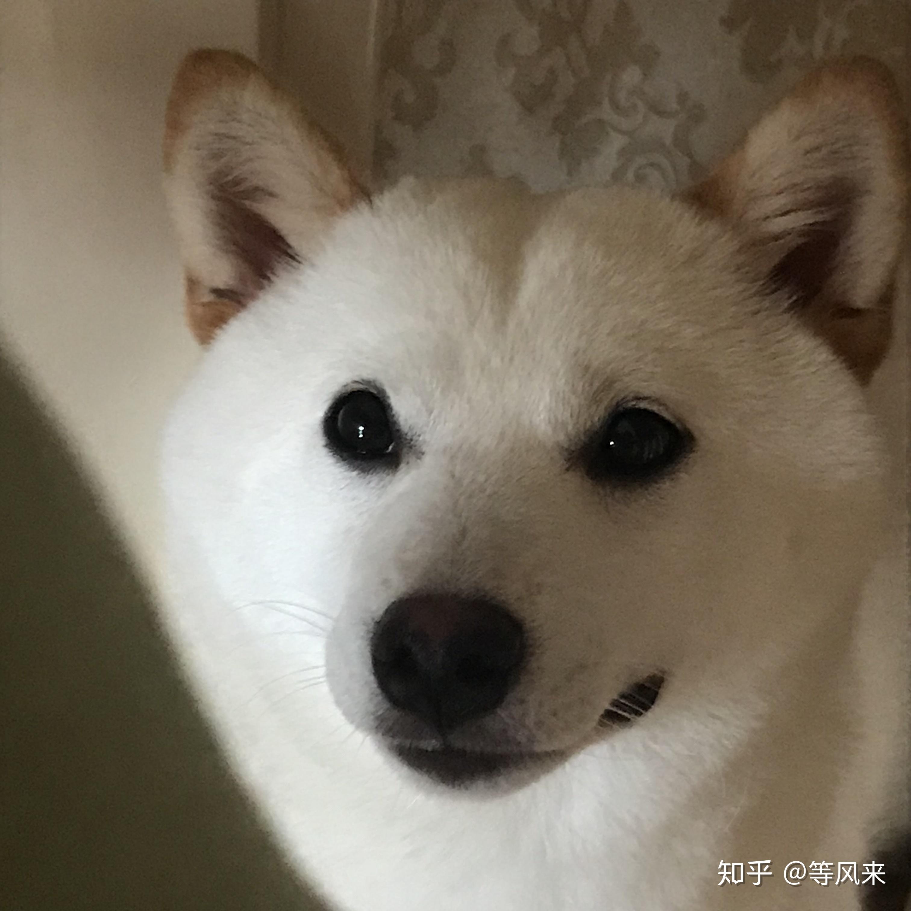 如何购如何购买到一只健康的白柴价格不会很高
