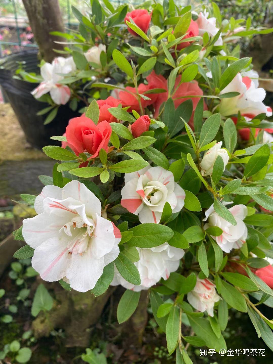 杜鹃品种五宝绿珠