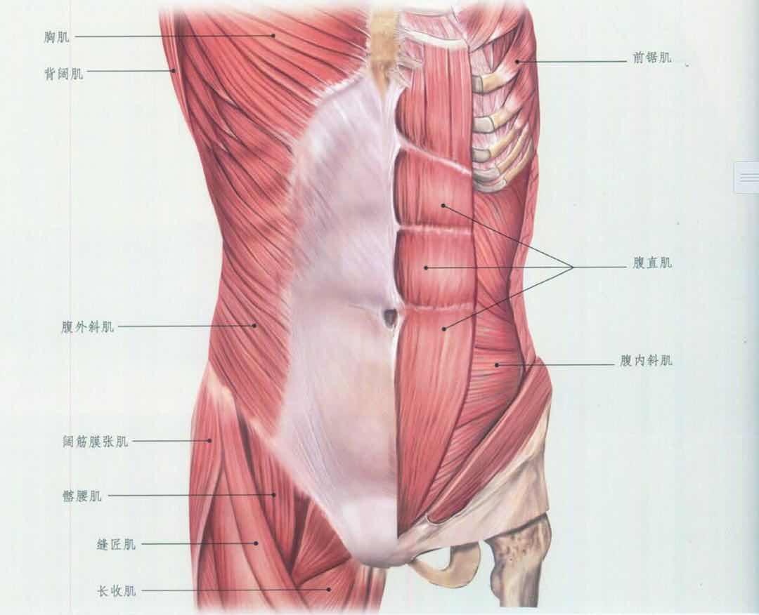 下腹肌肉图片