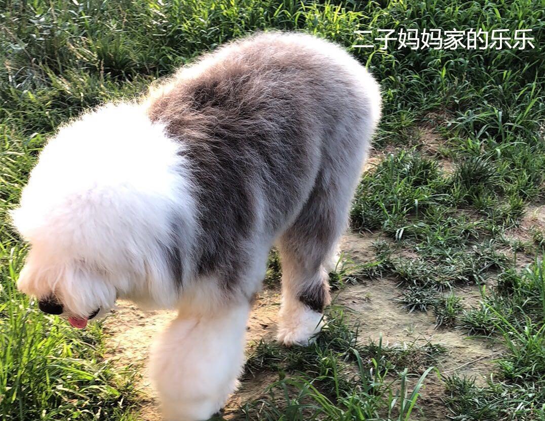 古牧犬是大型犬吗 古牧犬基本信息 知乎