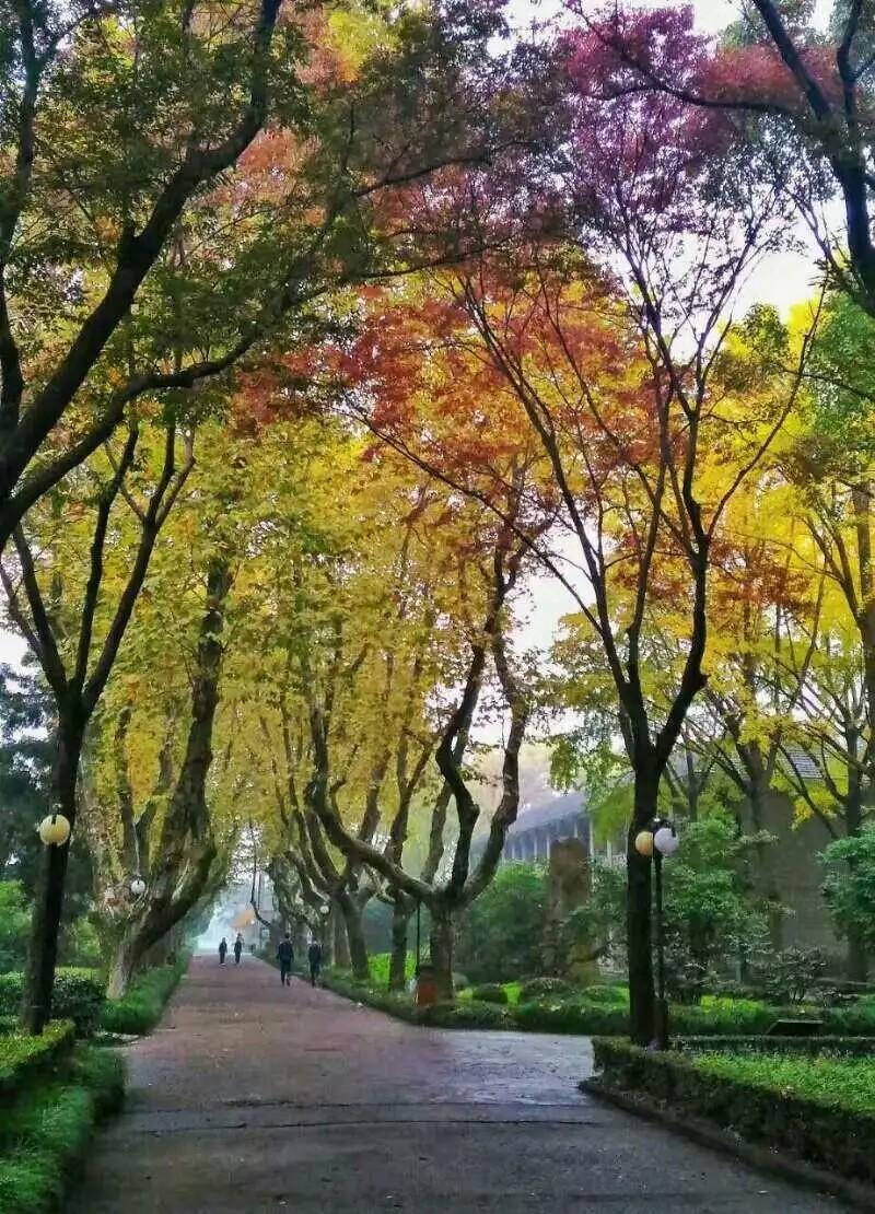 树是什么时候释放氧气 v2-6a3b3d28a10573742bca9ad186d4d5d8_r.jpg