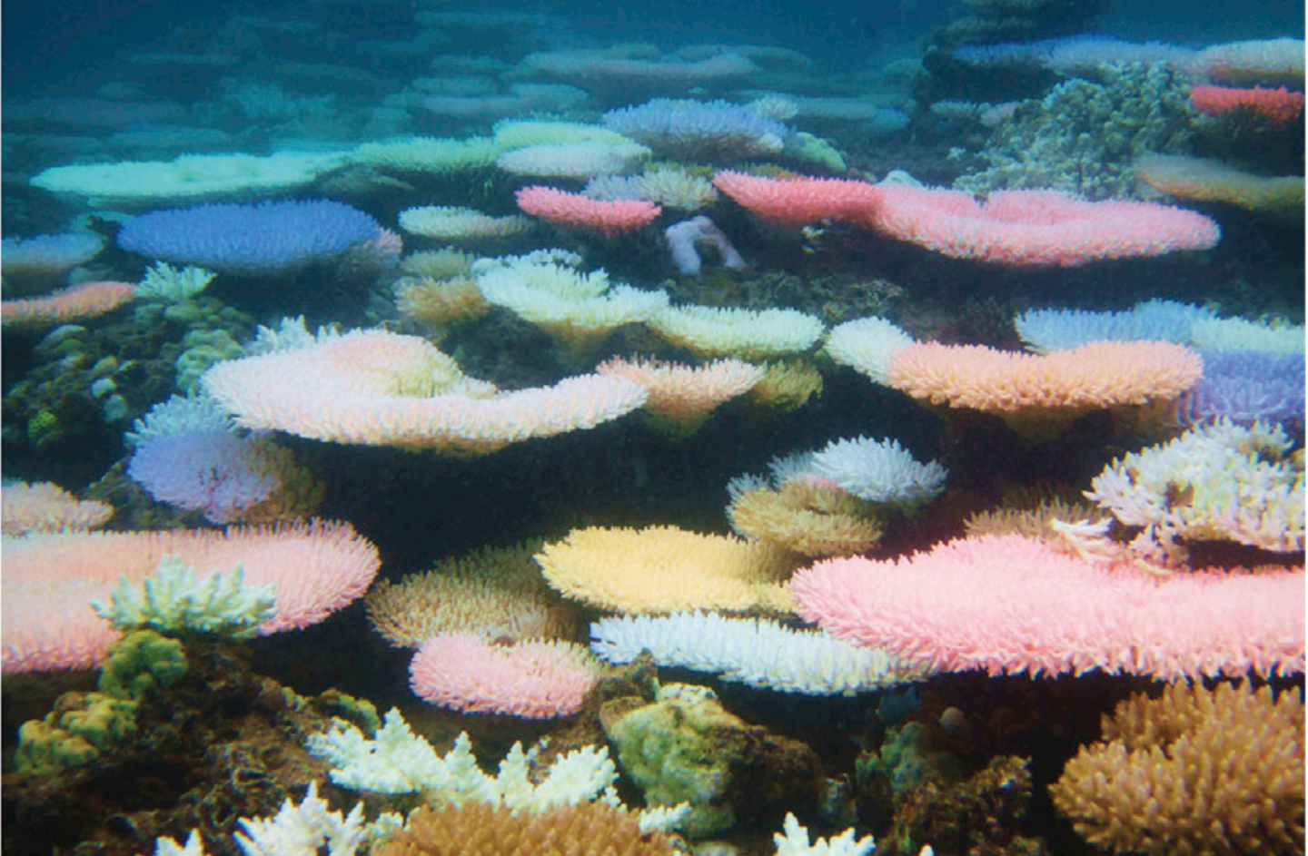 珊瑚彩色白化colorful Coral Bleaching 鲜艳的珊瑚一定是生命力旺盛的珊瑚吗 知乎