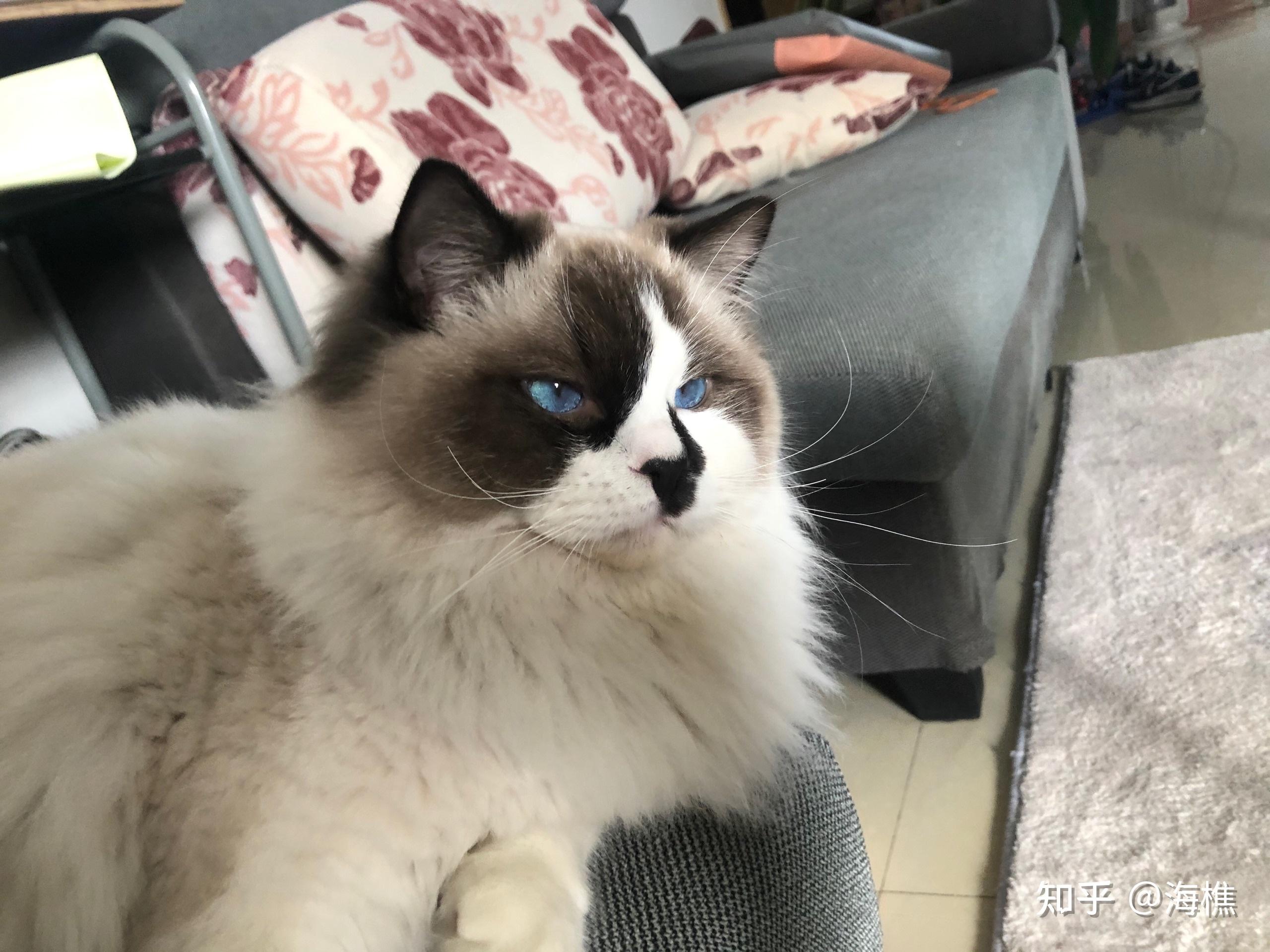 小时候面具不明显颜色浅的布偶成年到底什么样?