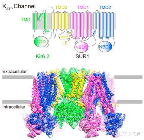 离子通道系列之钙、钾、钠离子通道 - 知乎