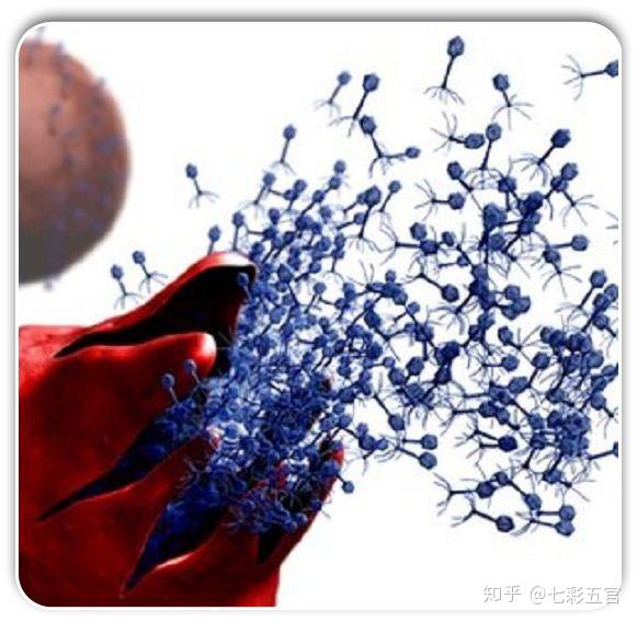 噬菌体为什么没有像抗生素那样发展起来