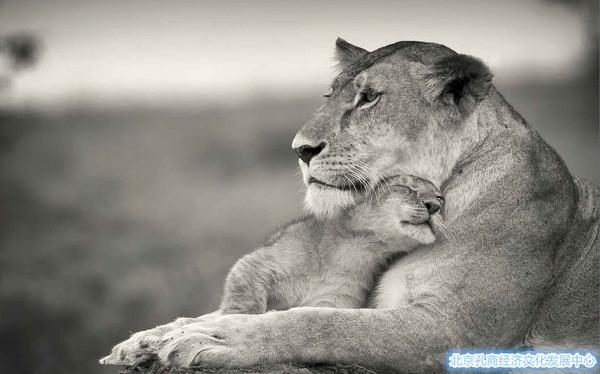 揭开千古之谜:老虎狮子到底谁厉害?