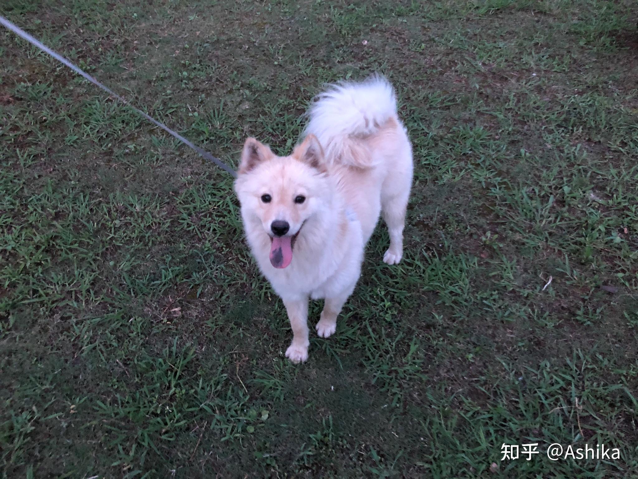 土松狮是土狗中最有希望成为国产翘楚的,为什么知道它的人寥寥无几? - 知乎