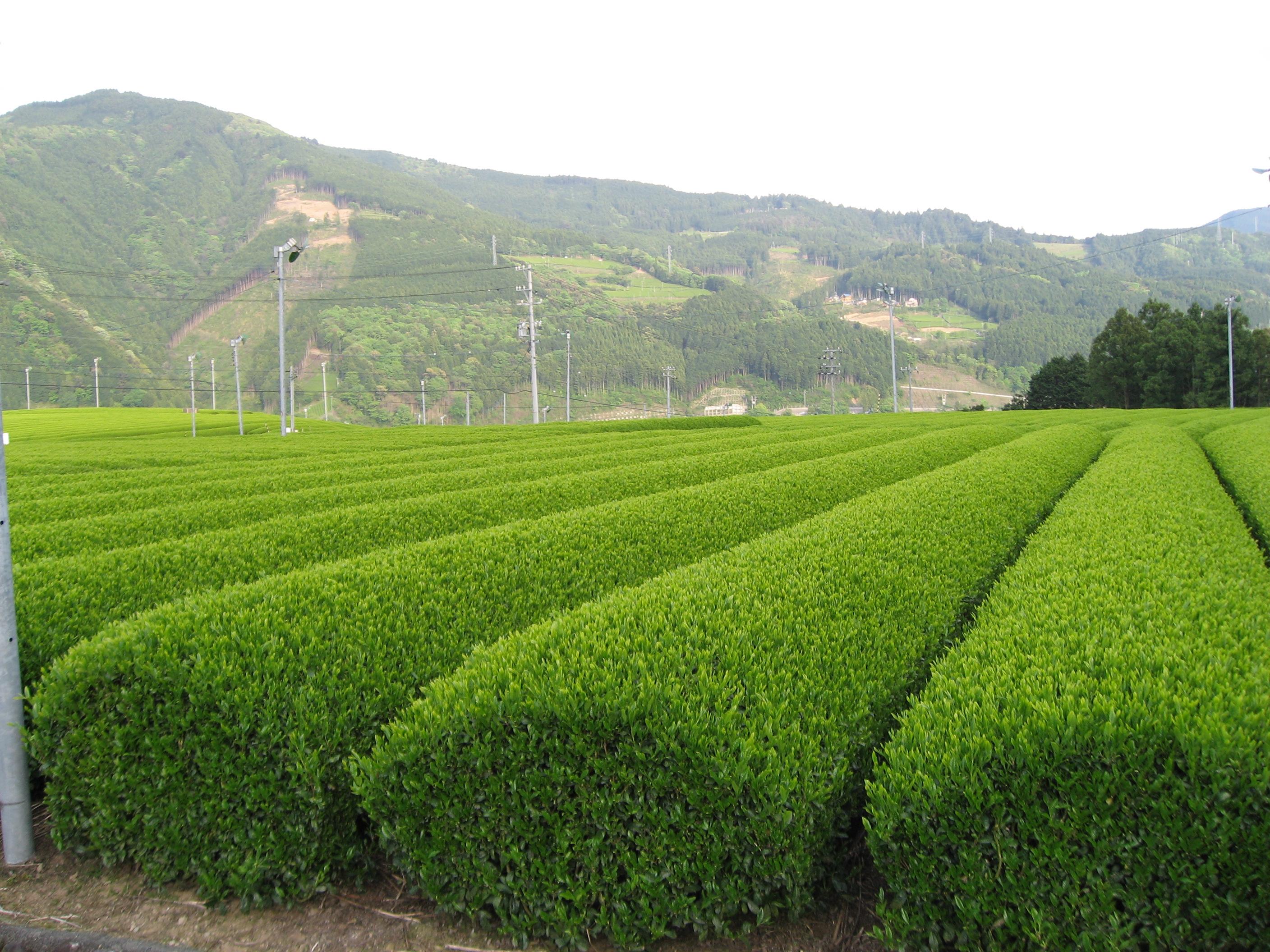 日本茶入门③关东与静冈县茶叶介绍