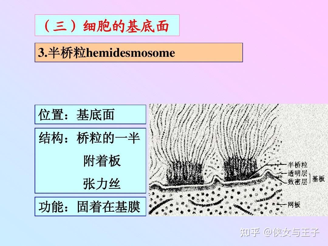 半桥粒为什么不属于细胞间连接