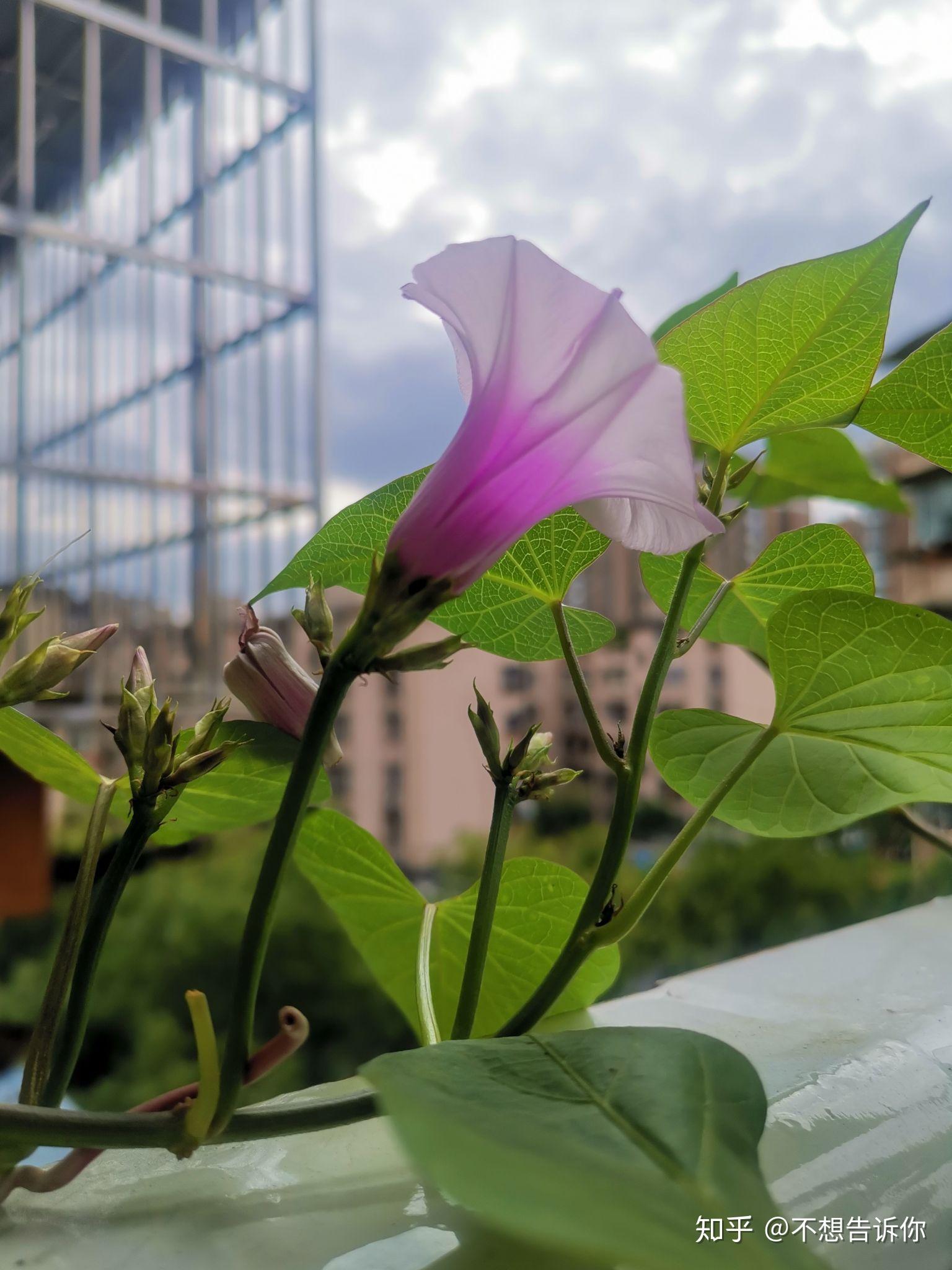 难得一见紫薯开花