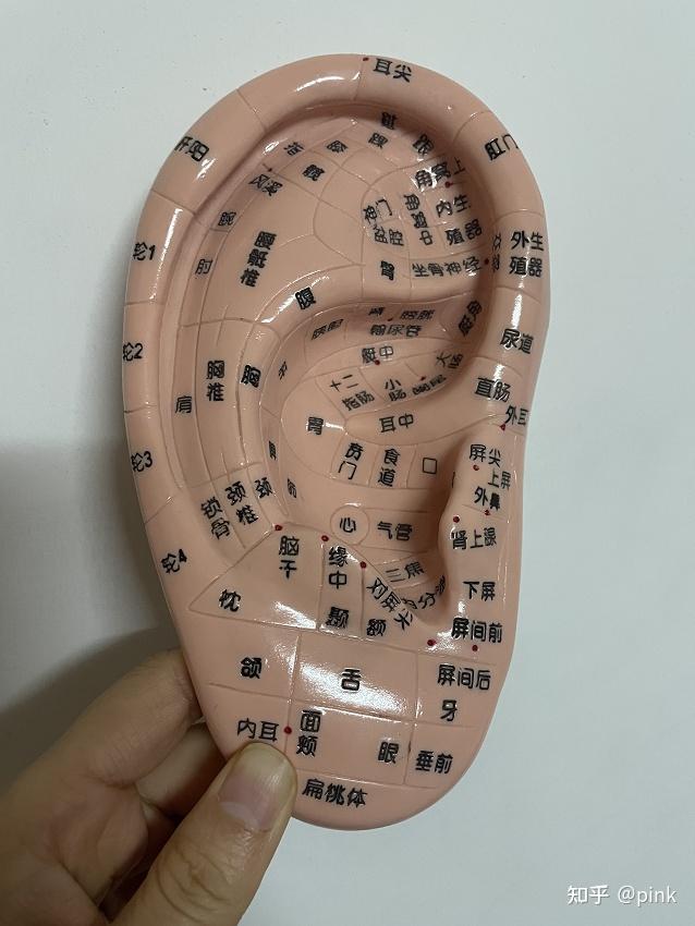 耳穴