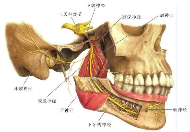 下颌神经线位置示意图图片